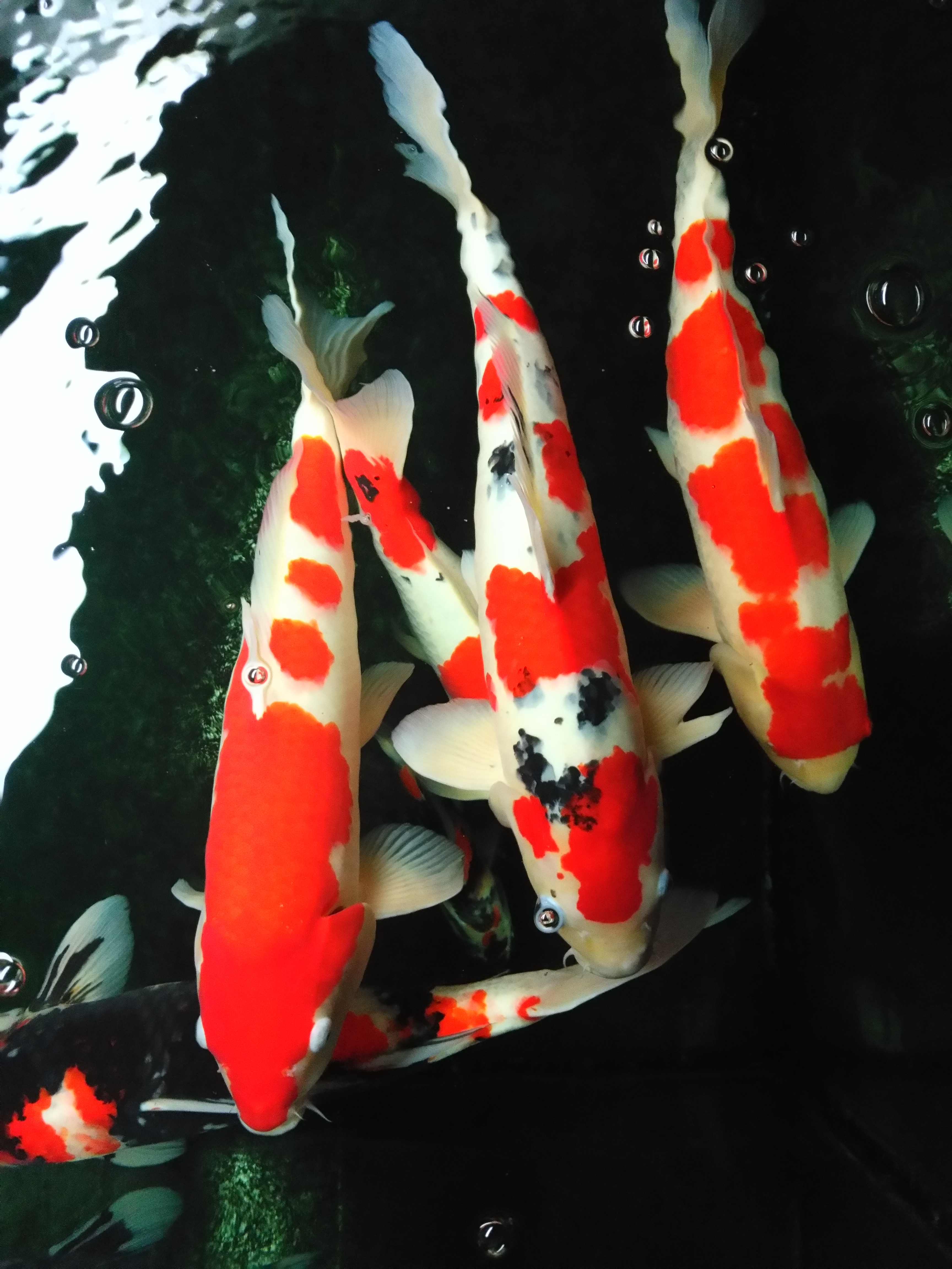 他来自河北小县城,两条锦鲤养了8年