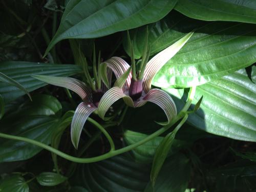 百部本草,每日一本草决明子