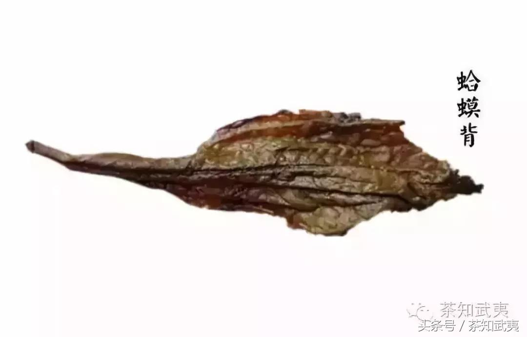 买茶什么都不会怎么办,买茶叶不想被坑