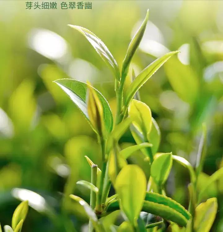 2000元一斤的信阳毛尖是什么档次,信阳毛尖100元一斤值得买吗