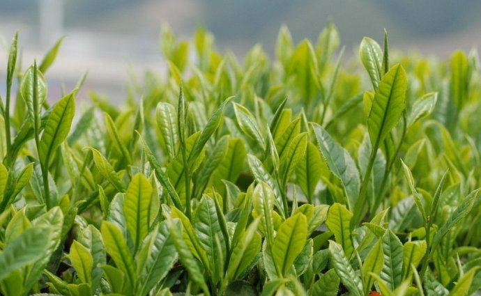 一杯静心的水,静心茶