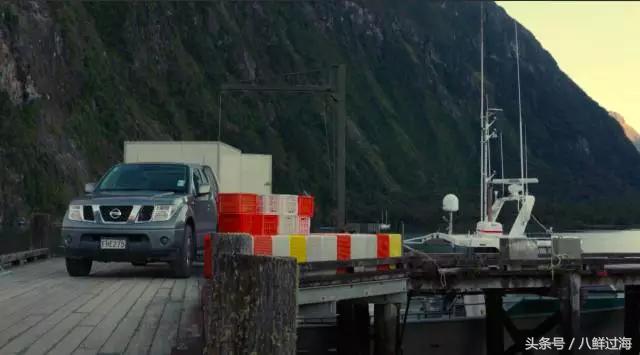 新西兰红色岩龙虾,新西兰岩龙虾介绍