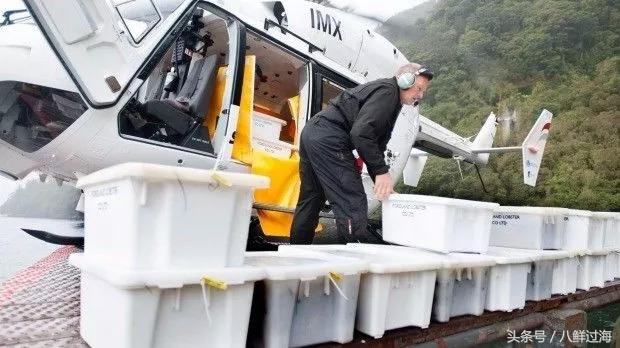 新西兰红色岩龙虾,新西兰岩龙虾介绍