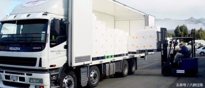 新西兰红色岩龙虾,新西兰岩龙虾介绍