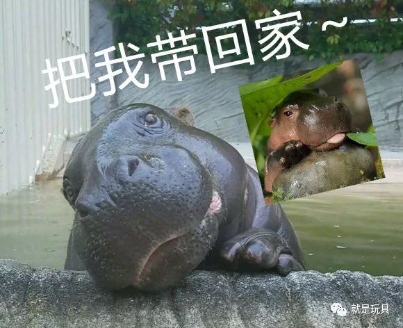 这只网红河马比你家喵星人都可爱!