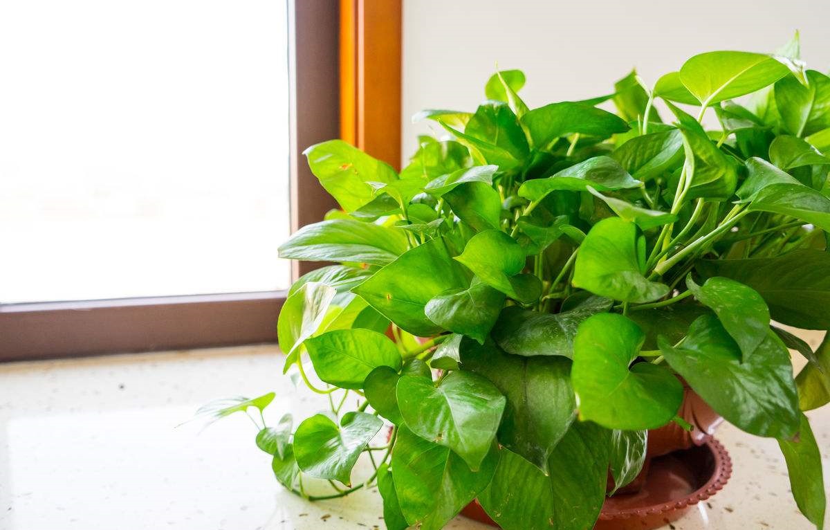 快死绿萝用了这3种水，救活不成问题，还能疯长爆盆！