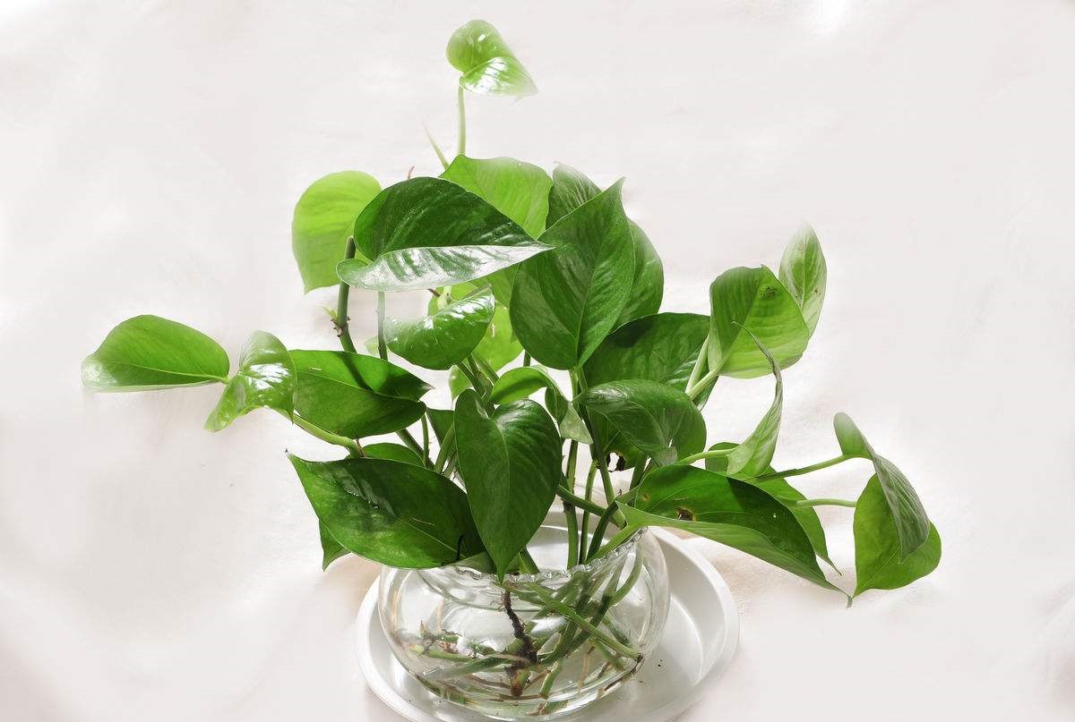 快死绿萝用了这3种水,不仅能救活,还能疯长爆盆!