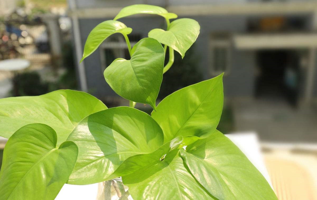 快死绿萝用了这3种水,不仅能救活,还能疯长爆盆!