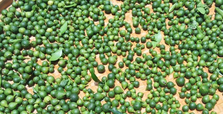 新会柑胎打什么药好 (新会小柑胎100克)