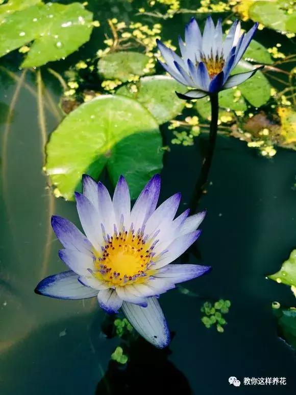 为了种花，老婆把老家的水缸偷来了，骗老妈说腌咸菜！