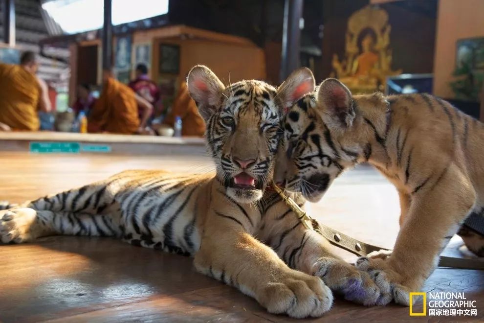 国家地理的真相,国家地理讲虎的纪录片