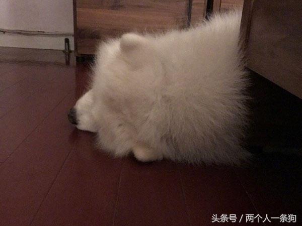 主人在外工作萨摩耶在家吹空调，日子过的比人类还舒服