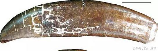 霸王龙的天敌食肉恐龙,巨型食肉牛龙对战霸王龙