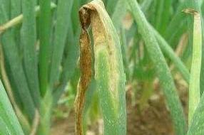 大葱灰霉病症状,大葱干尖黄叶是灰霉病么