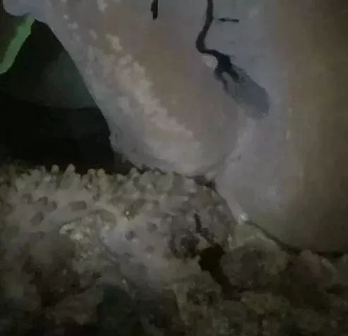 生死看淡不服就干古风打戏,生死看淡不服就干打一动物