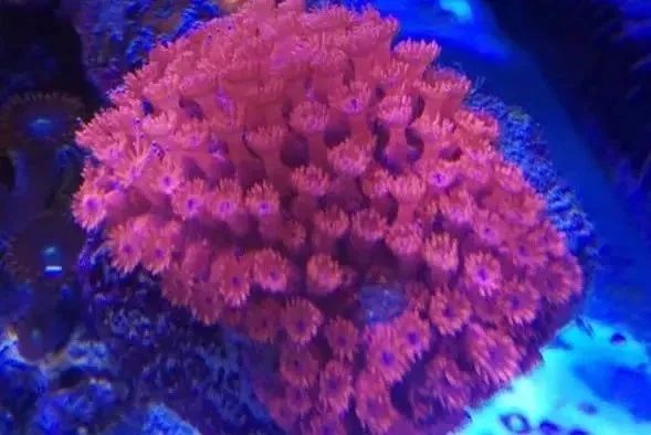 生死看淡不服就干古风打戏,生死看淡不服就干打一动物