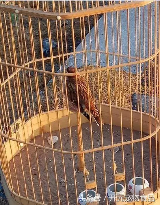 百灵鸟第一次换羽什么时候,百灵鸟过冬注意什么