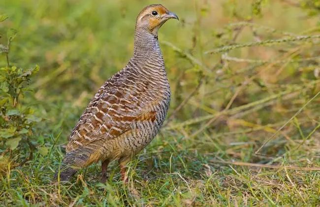 6-12岁儿童疏肝鸽子汤,儿童消积下火汤