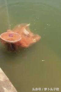 捕鱼神器可以抓到鱼吗,捕鱼神器真能抓到鱼吗