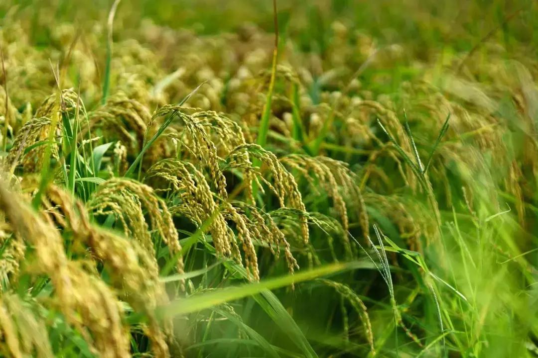 天津振兴小站稻米,天津小站稻产业振兴规划初见成效