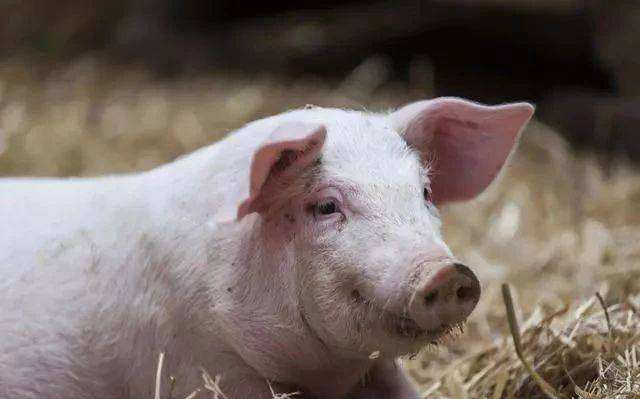 母猪石灰尿处理方法,母猪石灰尿原因及解决办法