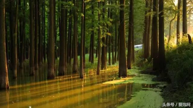 江浙沪深山老林旅游最好去处,清凉避暑好去处森林氧吧