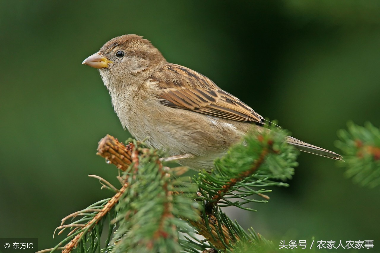 鸟预测天气的谚语,对天气预测有智慧的谚语