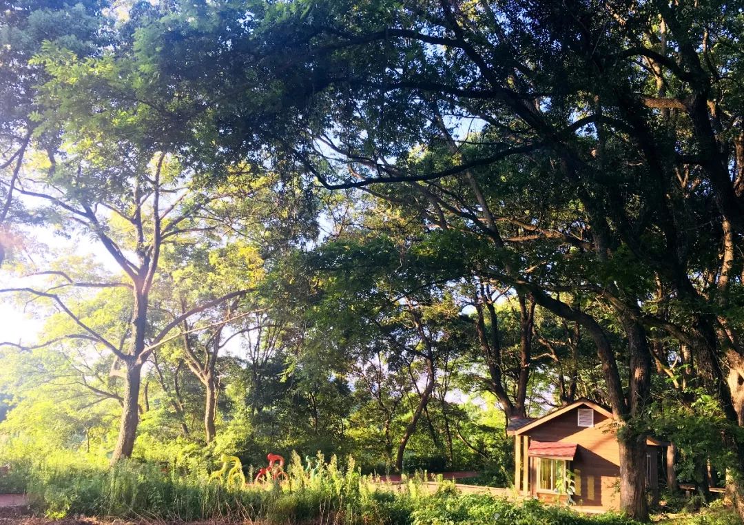 千年山中古村风景,千年香樟百年古村