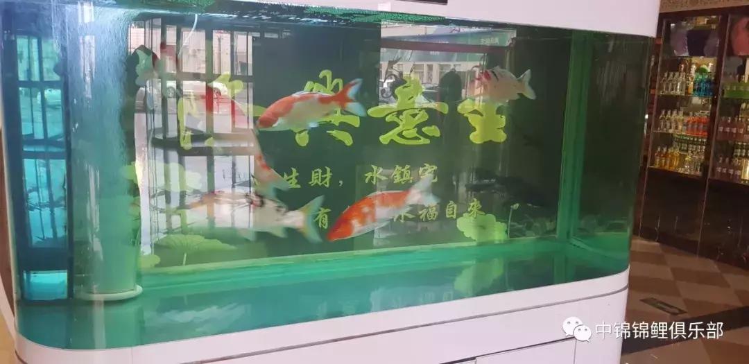 锦鲤知识分享锦鲤饲养经验,一位鱼友和锦鲤的春夏秋冬