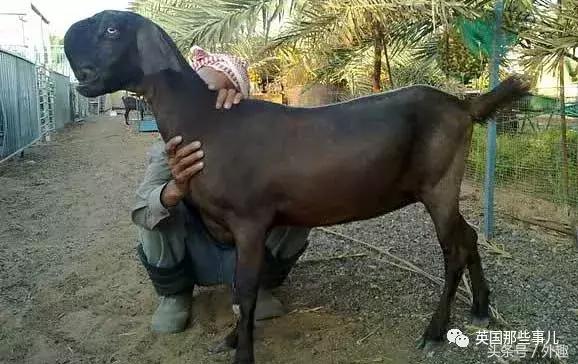 被沙特土豪炒到6万美刀一只的选美级羊咩咩……就长这个鬼样？！