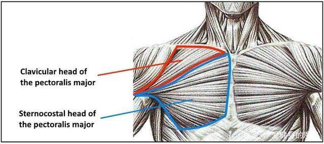 产后胸部干瘪下垂如何练胸肌,胸肌练不大怎么办教你一招