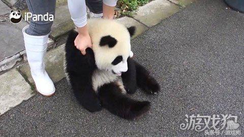 第一次养仓鼠日常生活,仓鼠已经养了6天了