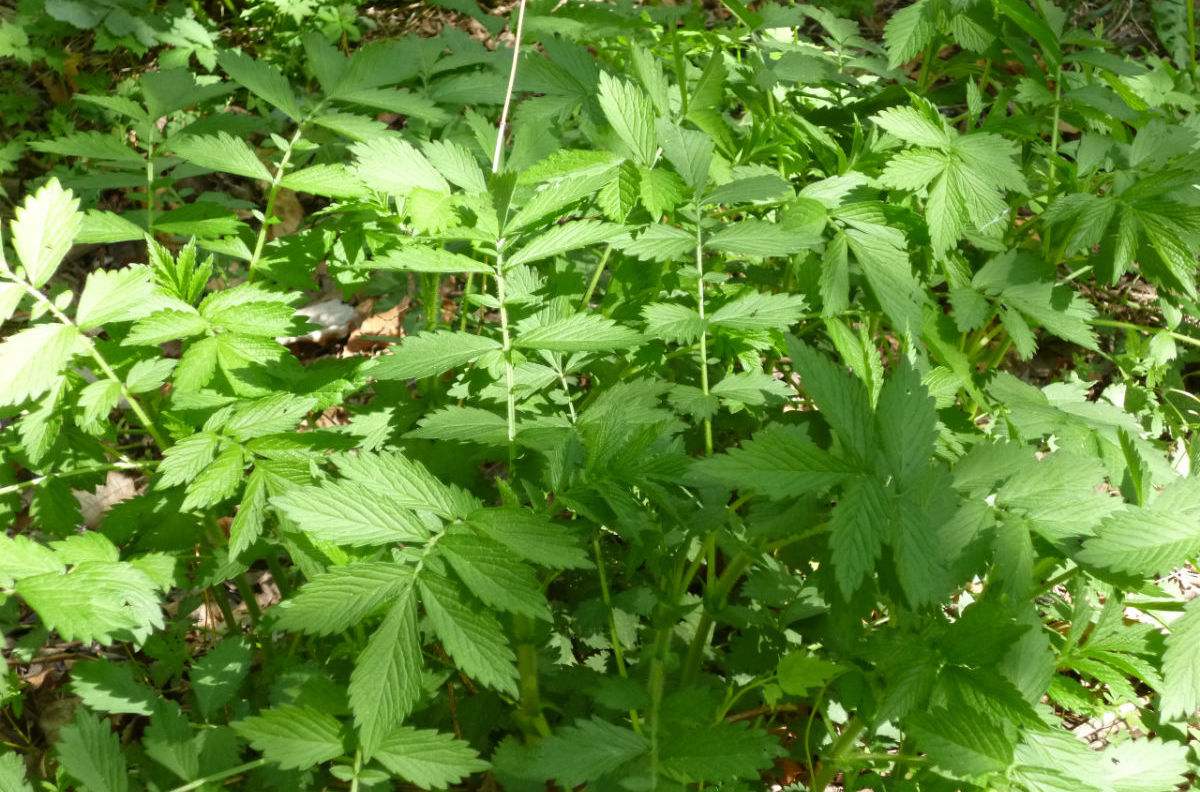 什么野草对男性最好,野草用什么药可以除掉