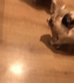 巴哥犬到底有多聪明,愁云满面