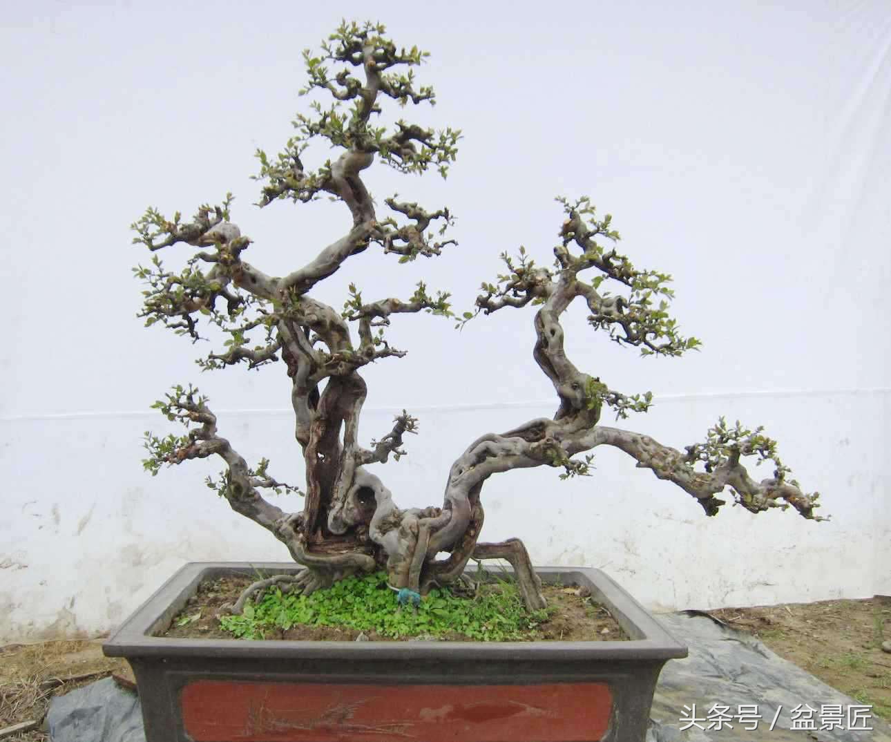 雀梅下山生桩沙培发芽后多久上盆,雀梅下山桩上盆可放室内通风处吗