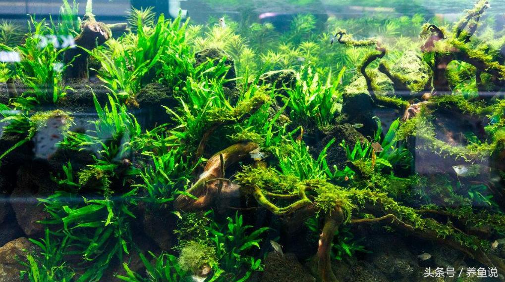 观赏鱼缸绿藻如何清除,观赏鱼缸里老长青苔怎么处理