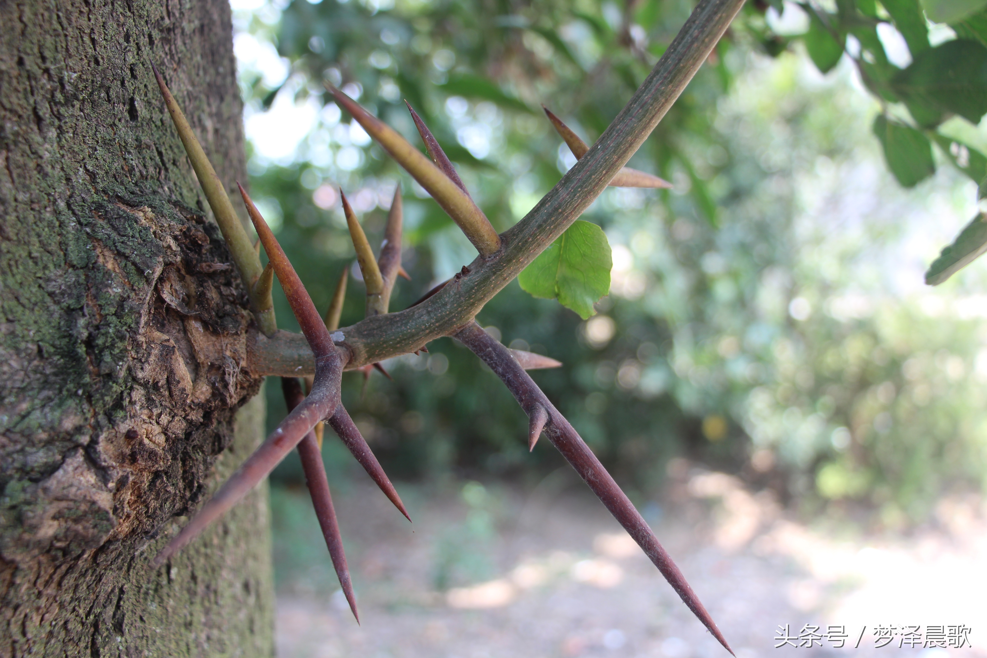 长满长长的尖刺看着吓人难得一见的稀有百年老皂荚树