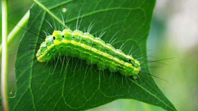 被刺毛虫蛰了怎么处理,被刺毛虫蛰了怎么办