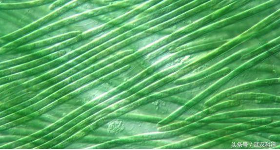 海边常见藻类植物图片,藻类植物常见的有什么