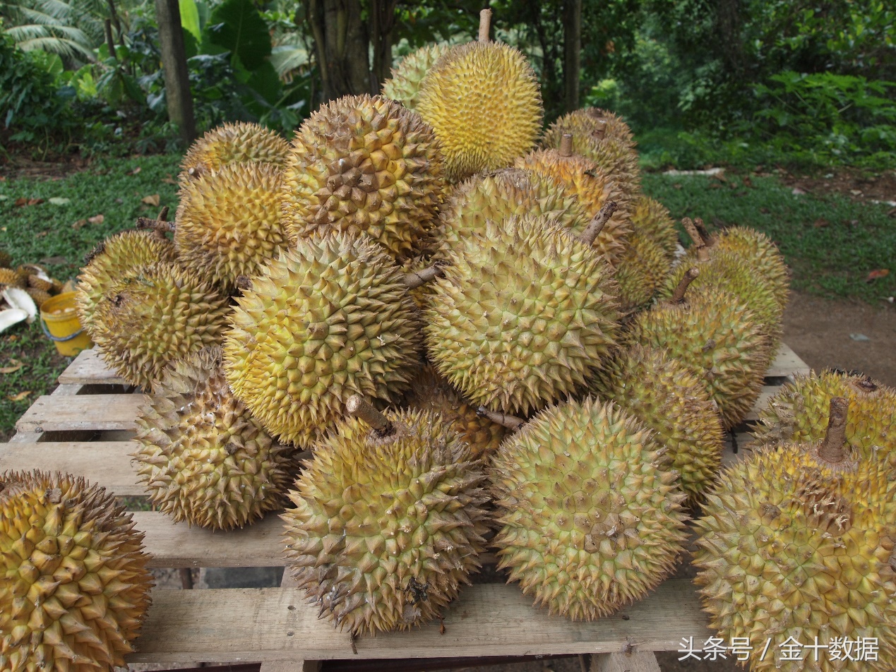 2021年中国进口越南水果,关于越南进口水果问题