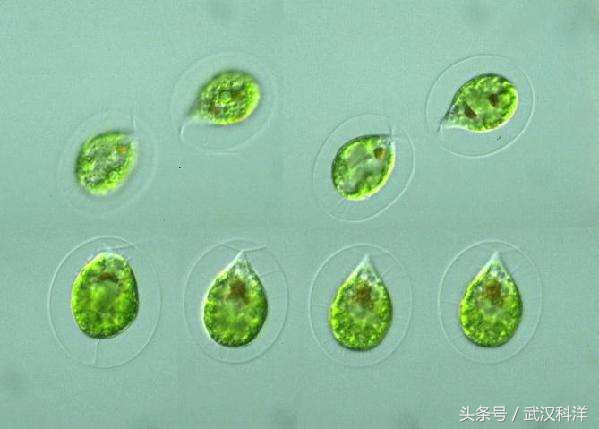 海边常见藻类植物图片,藻类植物常见的有什么