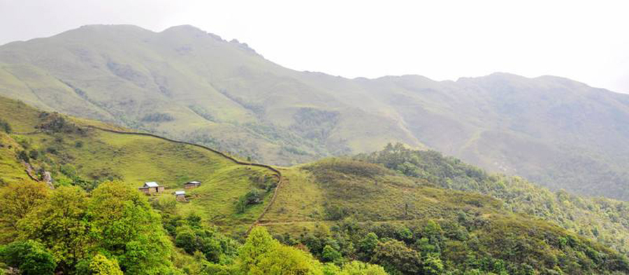 想看大草原是去西藏还是新疆,想看草原去哪里合适