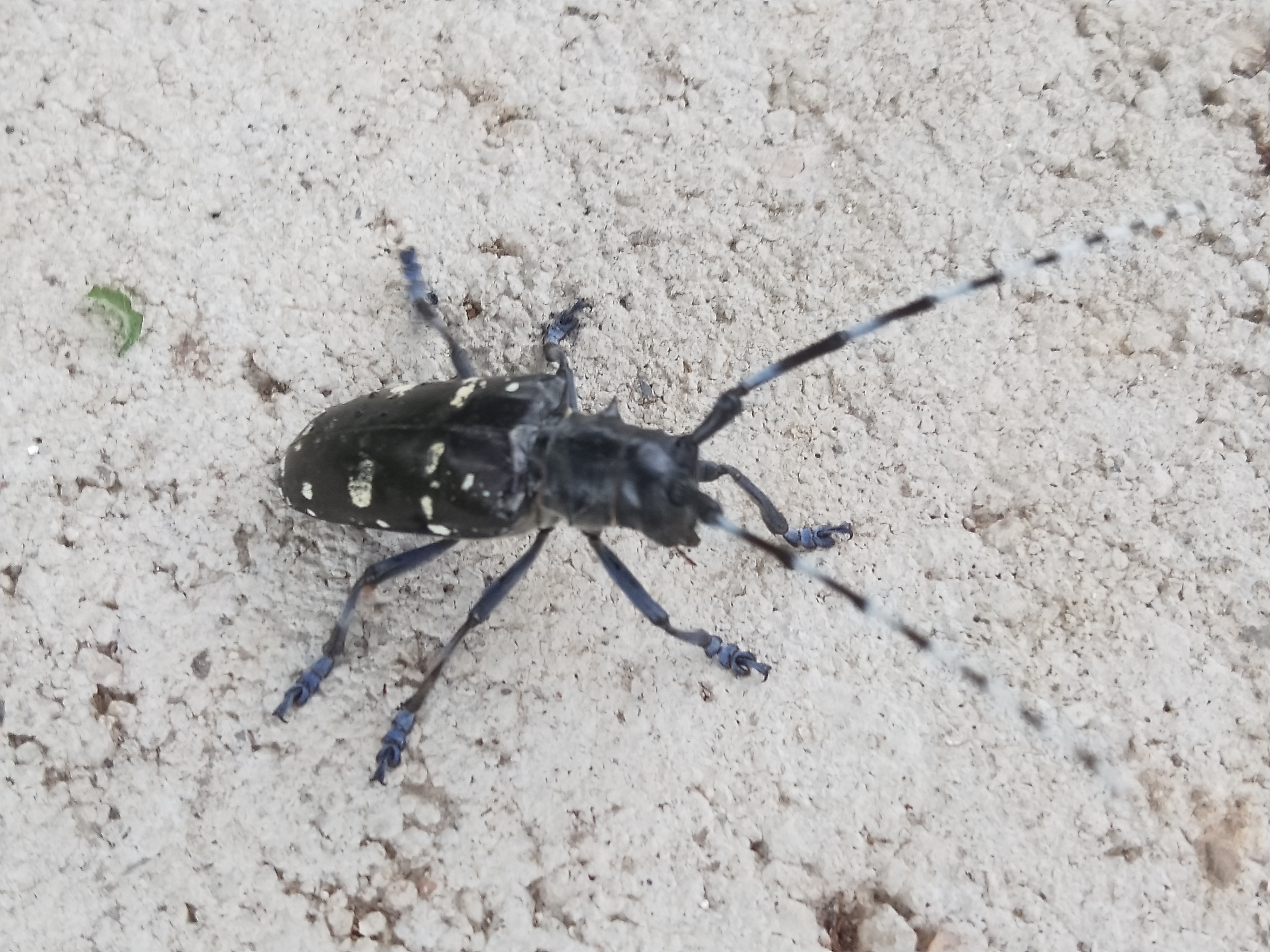 天牛北方叫什么,天牛秋天还生长吗