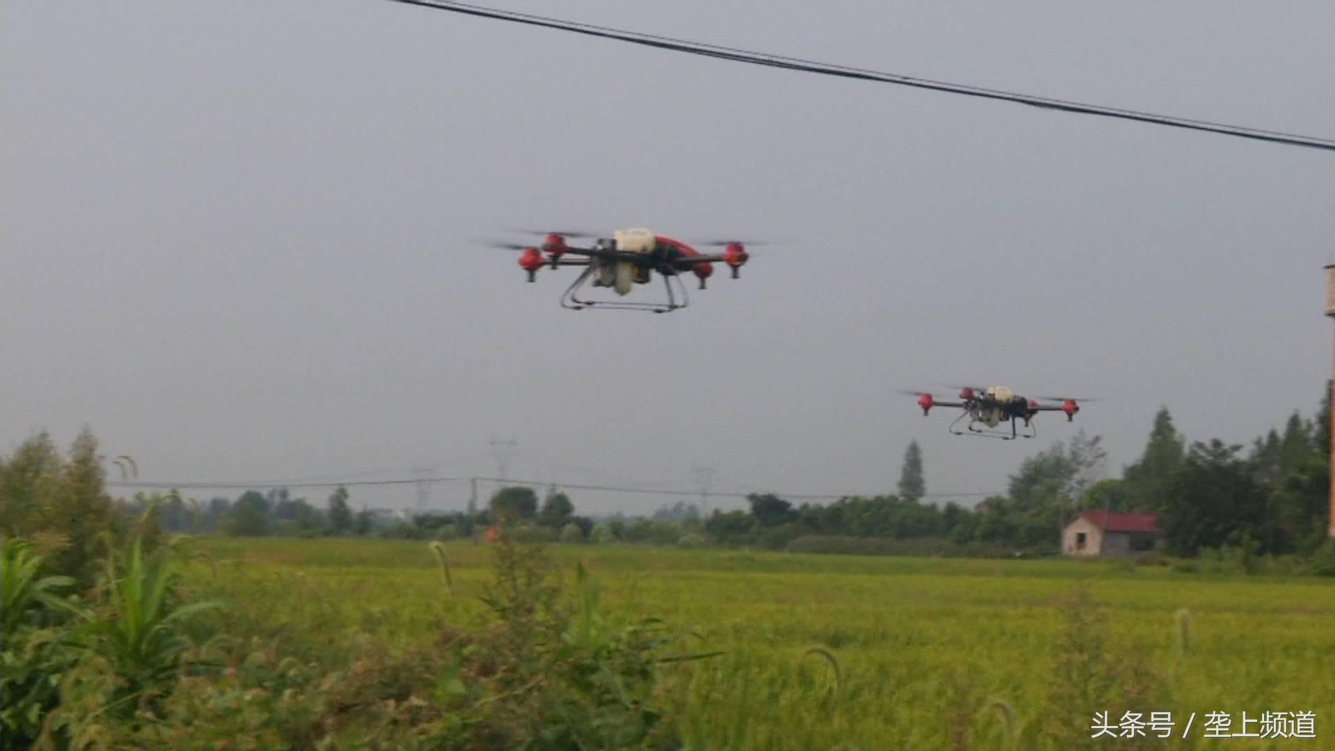 水稻稻飞虱在高温天气会爆发吗,水稻遇到高温干旱怎么办