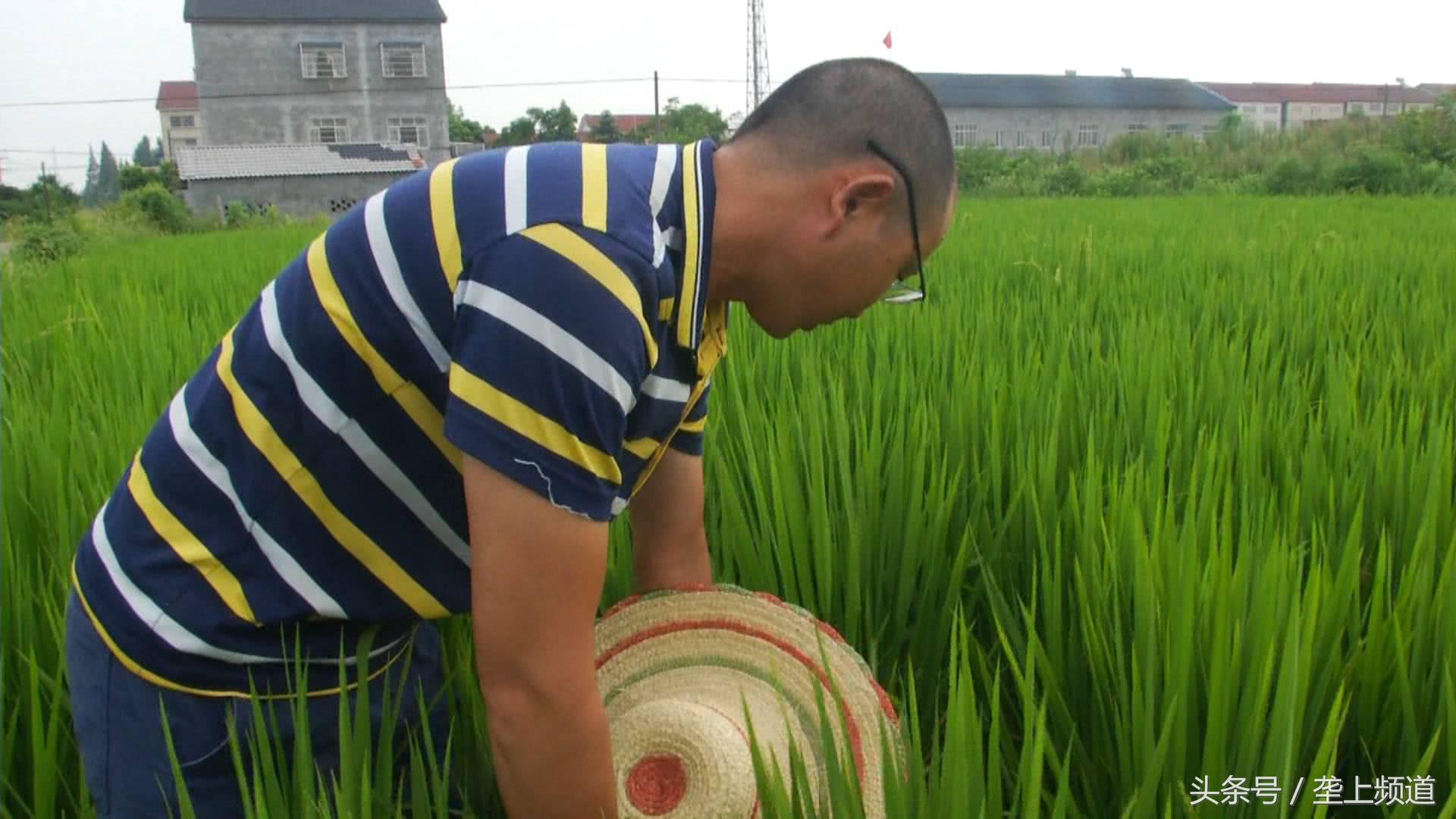 水稻稻飞虱在高温天气会爆发吗,水稻遇到高温干旱怎么办