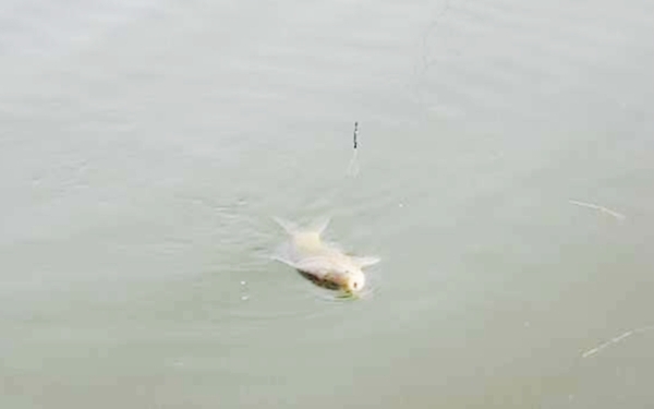 饵料用不完了怎么办,饵料用不完什么好办法留到第二天