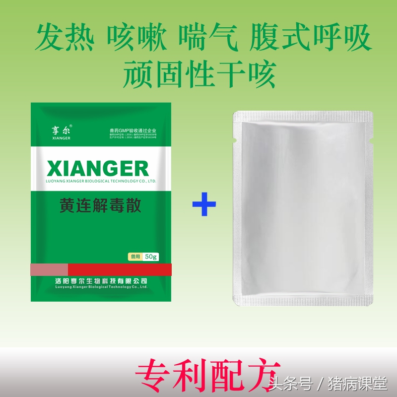 养猪技术之治疗猪气喘病的方法,养猪人气喘怎么处理