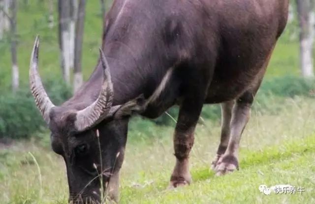 如何正确的养牛养羊,怎样才能科学养牛防病