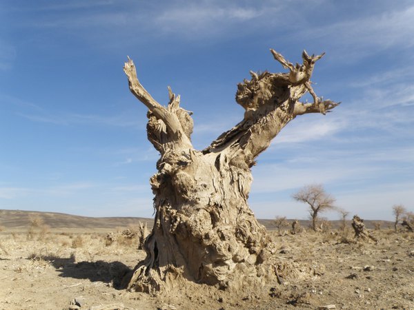 *疆新**（六）——梦牵大西北13