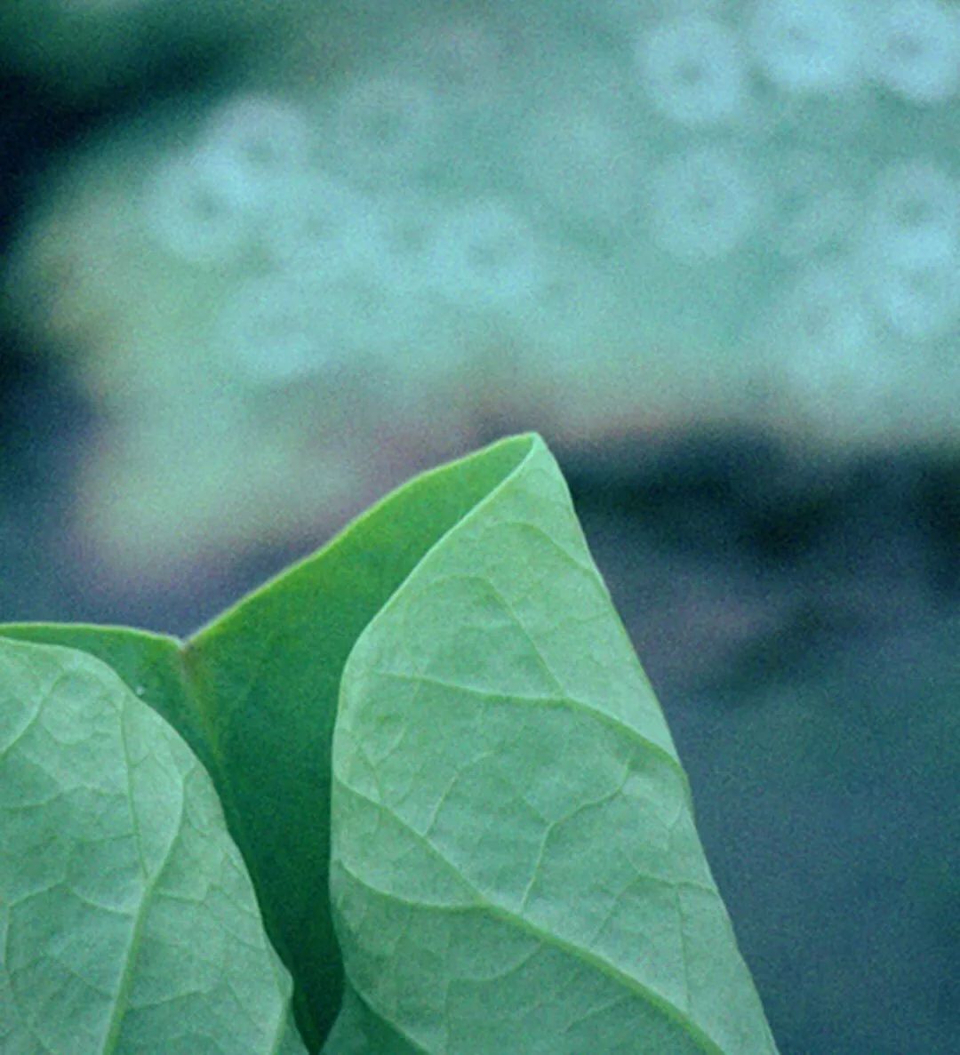 新诗采撷,新诗精选和赏析